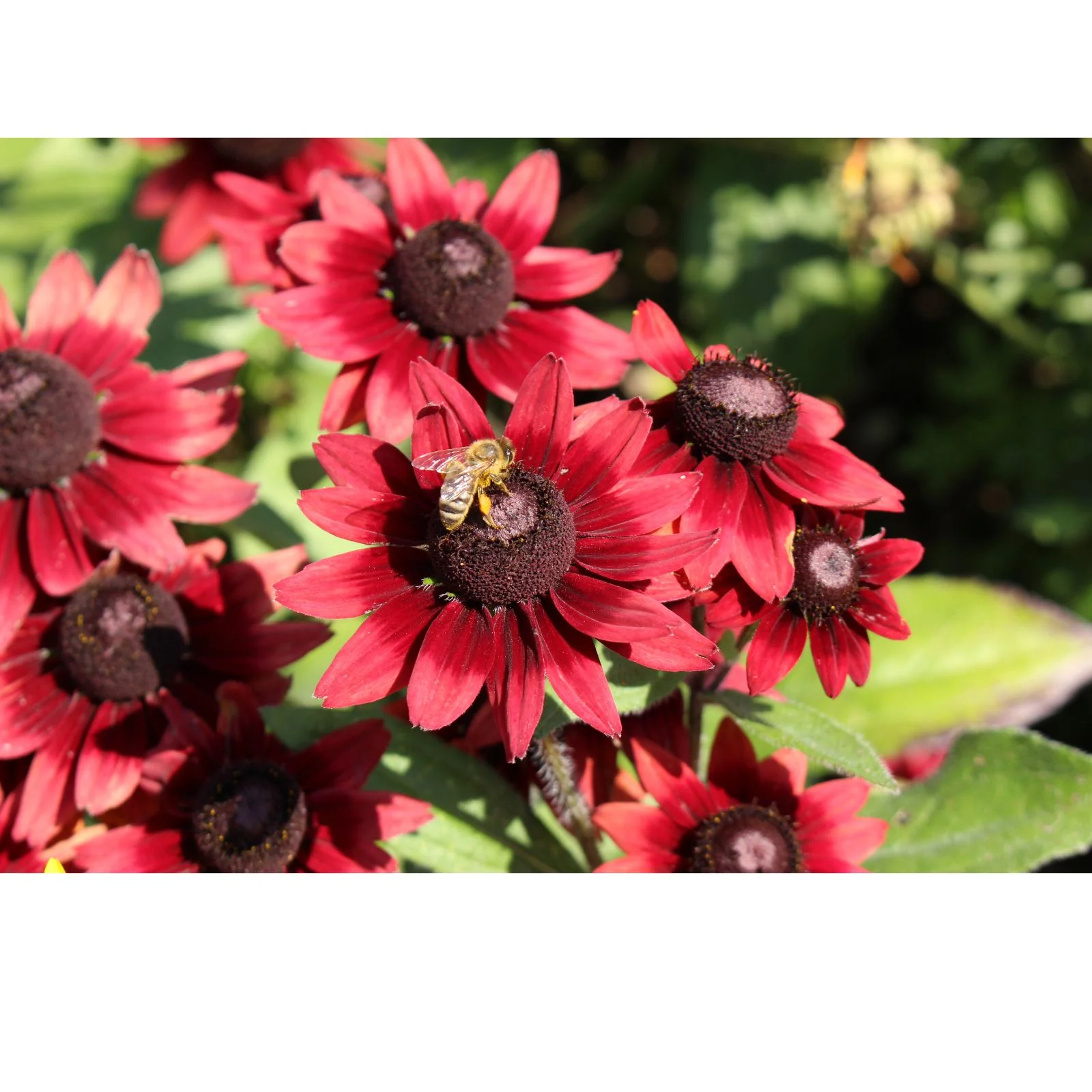 Clovers Garden Coupon Code - 22% OFF
