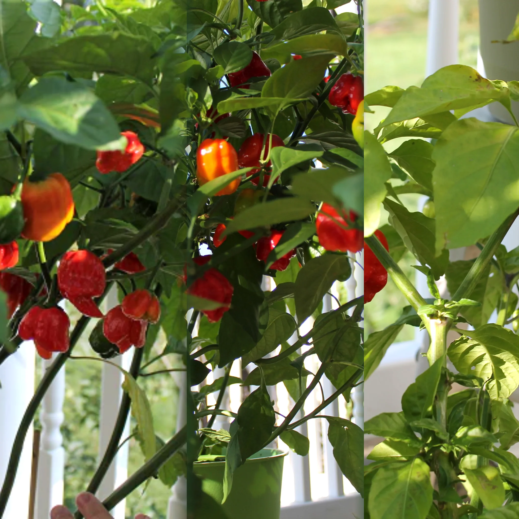 Clovers Garden Coupon Code - 10% OFF