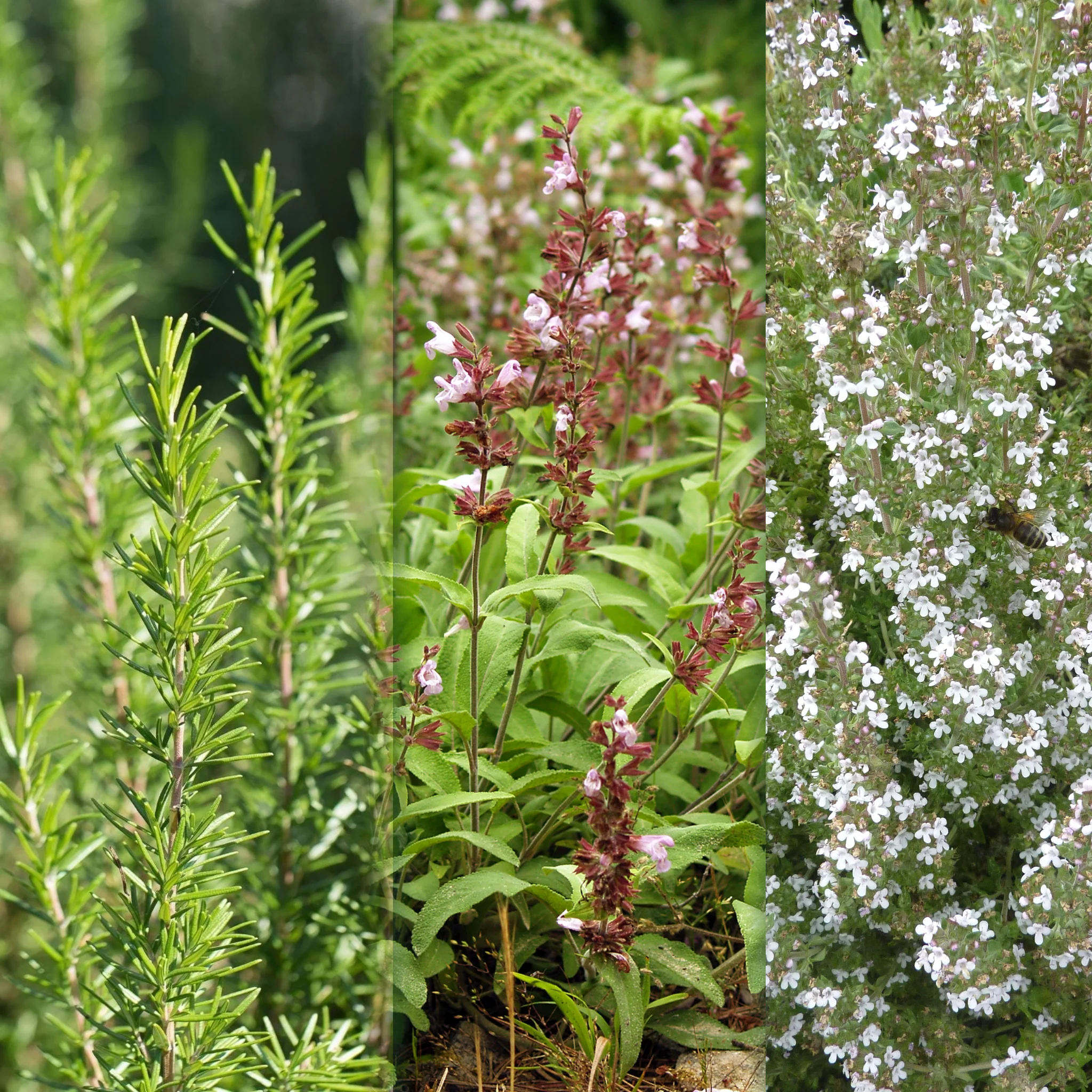 Clovers Garden Coupon Code - 10% OFF